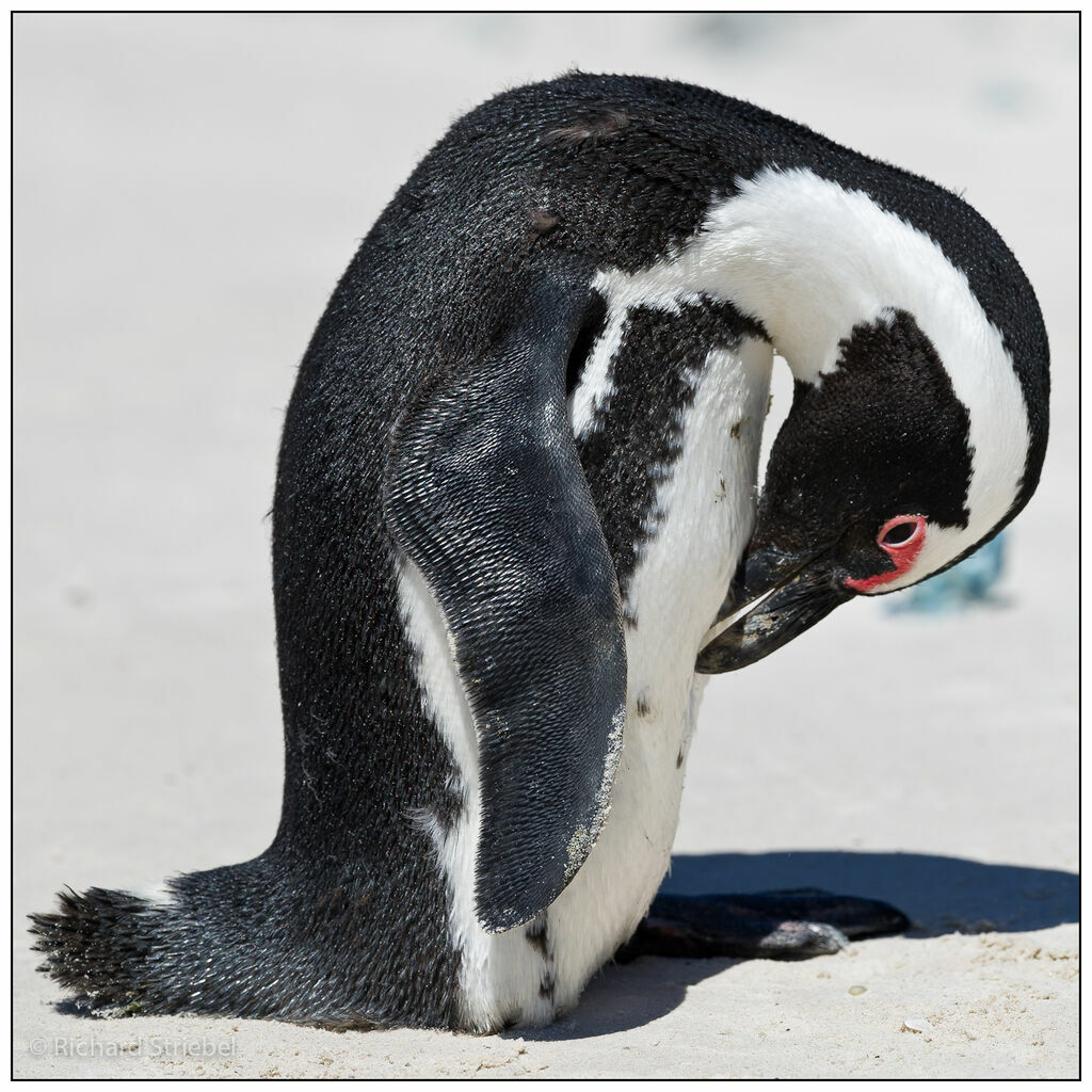 African Penguin