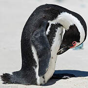 African Penguin