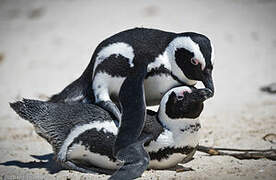 African Penguin