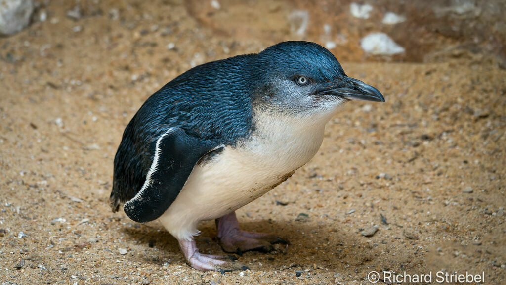 Little Penguin