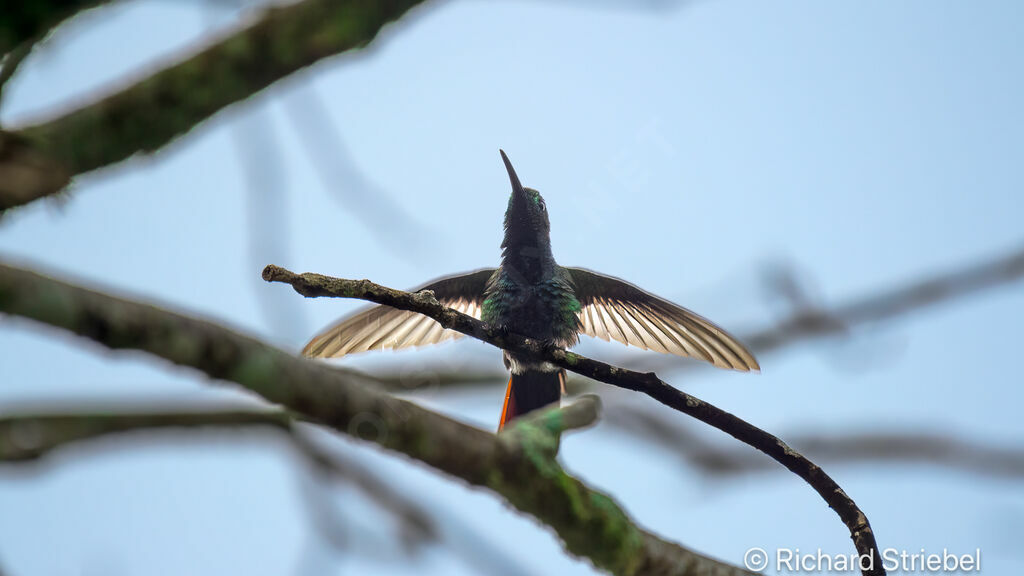 Green-breasted Mango