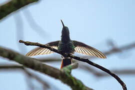 Green-breasted Mango