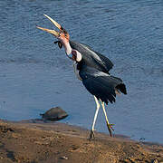 Marabou Stork