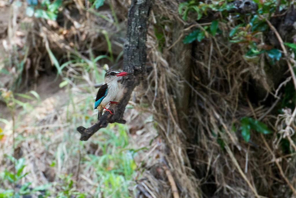 Woodland Kingfisher