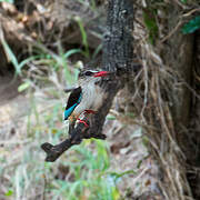 Woodland Kingfisher