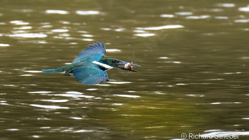 Amazon Kingfisher, Flight, fishing/hunting, eats