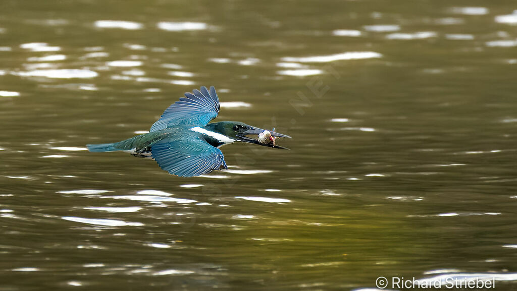 Amazon Kingfisher, Flight, fishing/hunting, eats