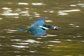 Amazon Kingfisher