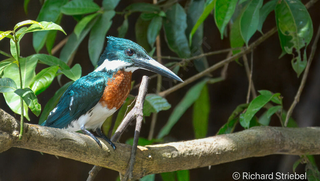 Amazon Kingfisher