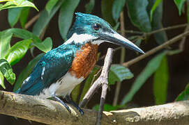 Amazon Kingfisher