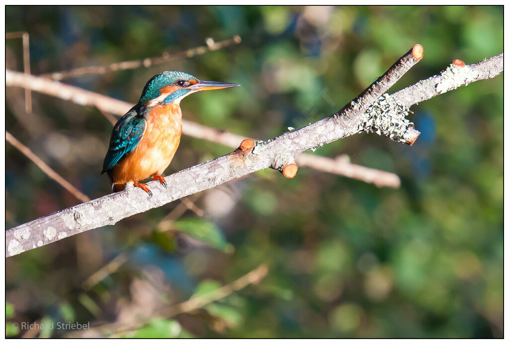 Common Kingfisher