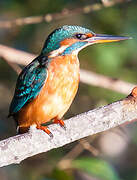 Common Kingfisher