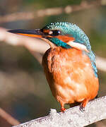 Common Kingfisher