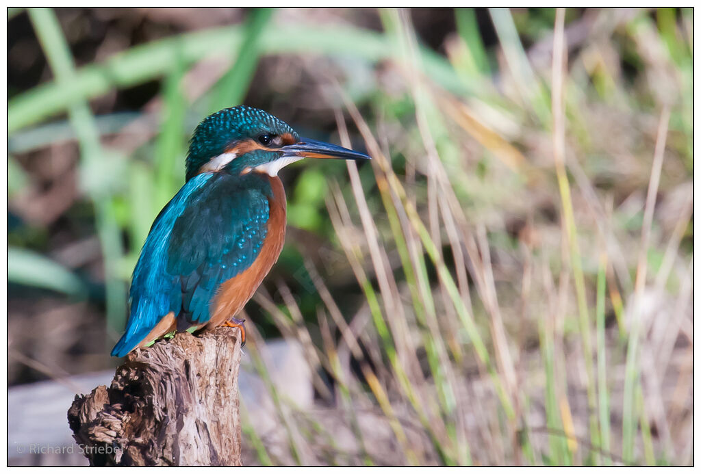 Common Kingfisher