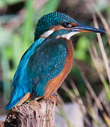 Common Kingfisher