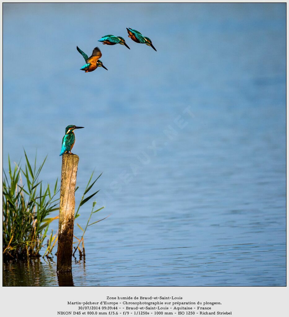 Common Kingfisher