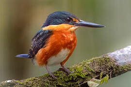 American Pygmy Kingfisher