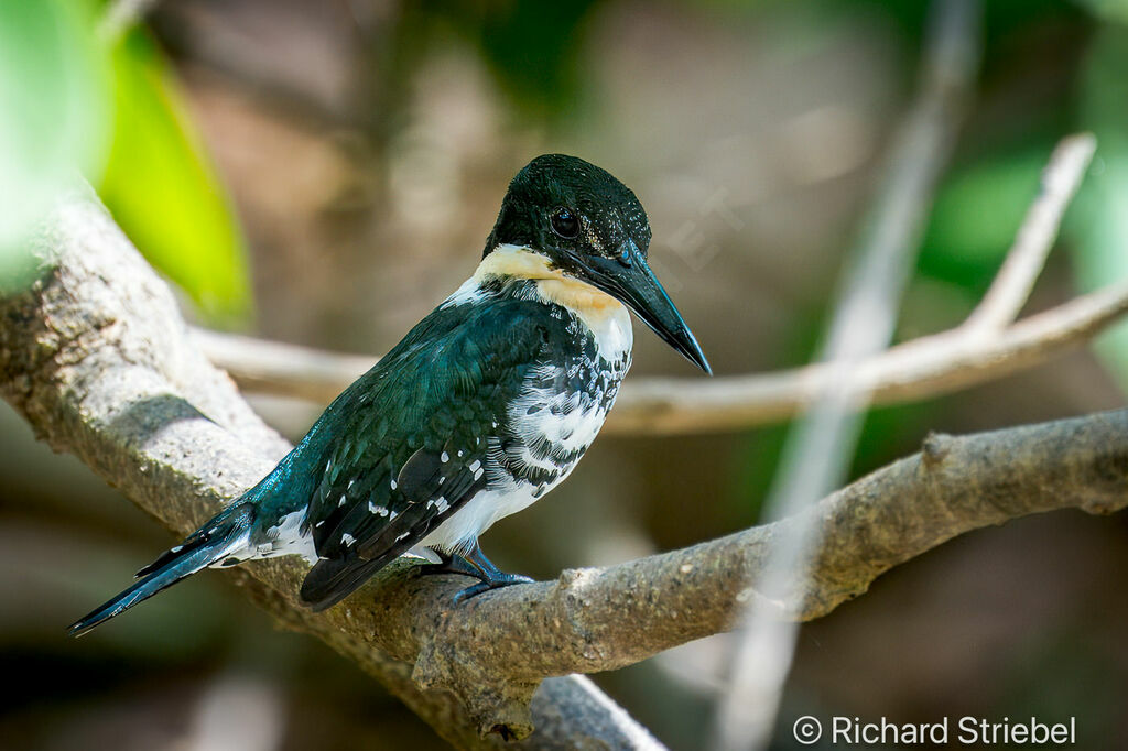 Green Kingfisher female