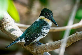 Green Kingfisher