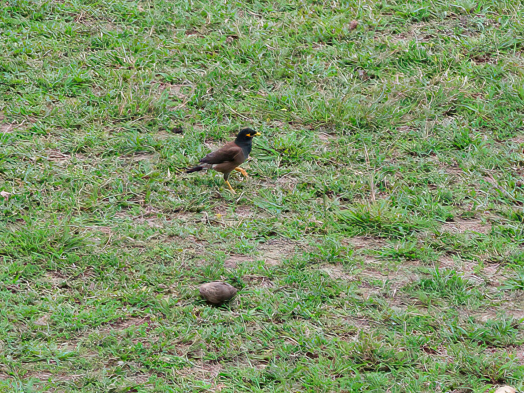 Common Myna