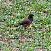 Common Myna