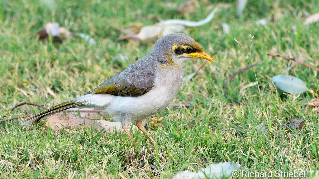 Méliphage à cou jaune