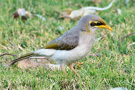 Yellow-throated Miner