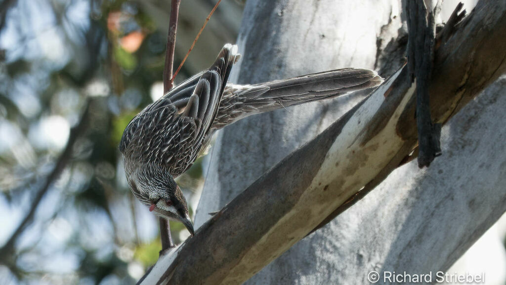 Red Wattlebird