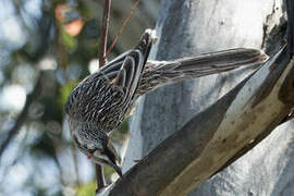 Red Wattlebird