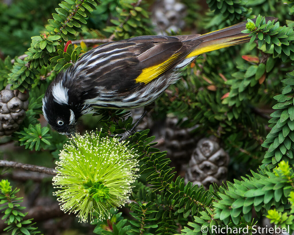 New Holland Honeyeateradult, feeding habits, eats