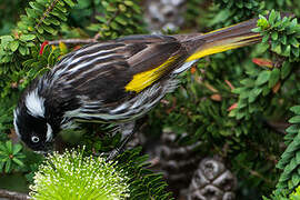 New Holland Honeyeater