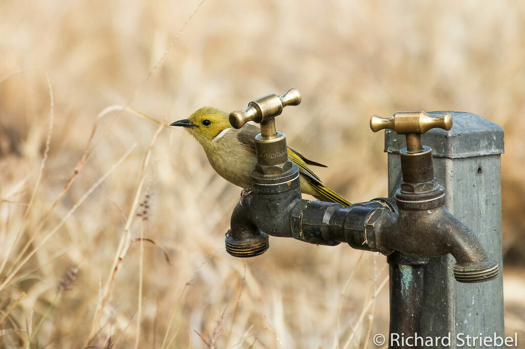 White-plumed Honeyeater, drinks