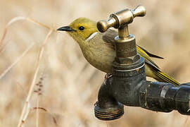 White-plumed Honeyeater