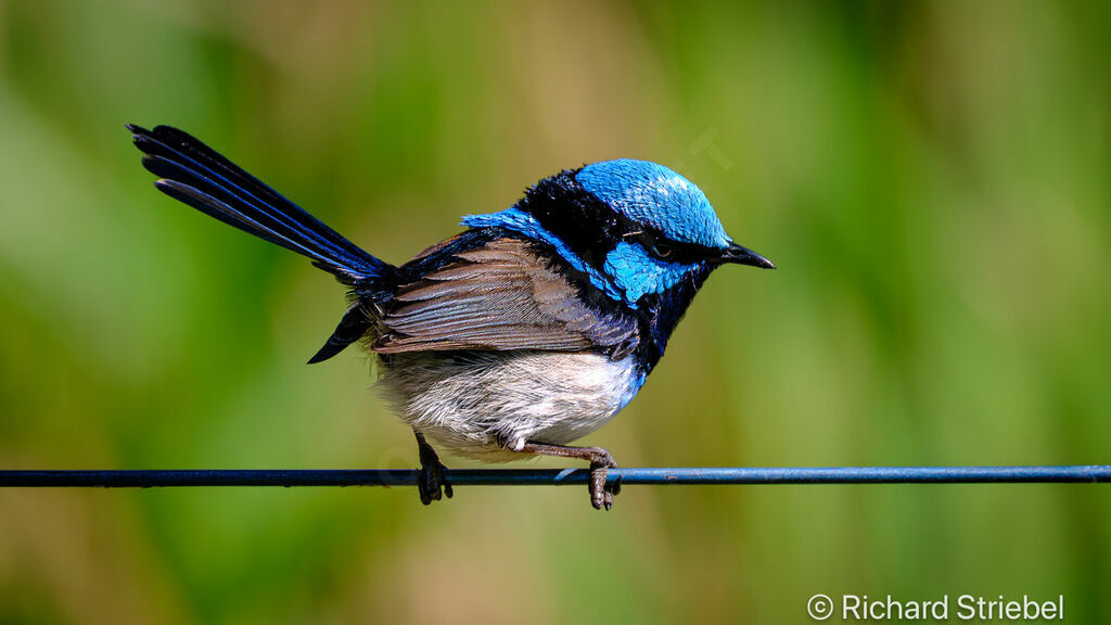 Superb Fairywren