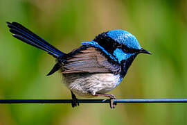 Superb Fairywren