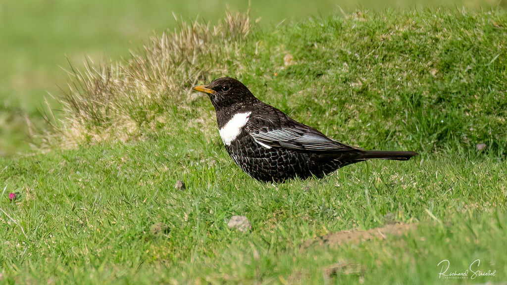 Ring Ouzel