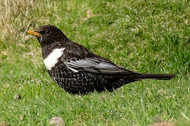 Ring Ouzel