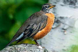 American Robin