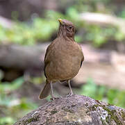 Clay-colored Thrush