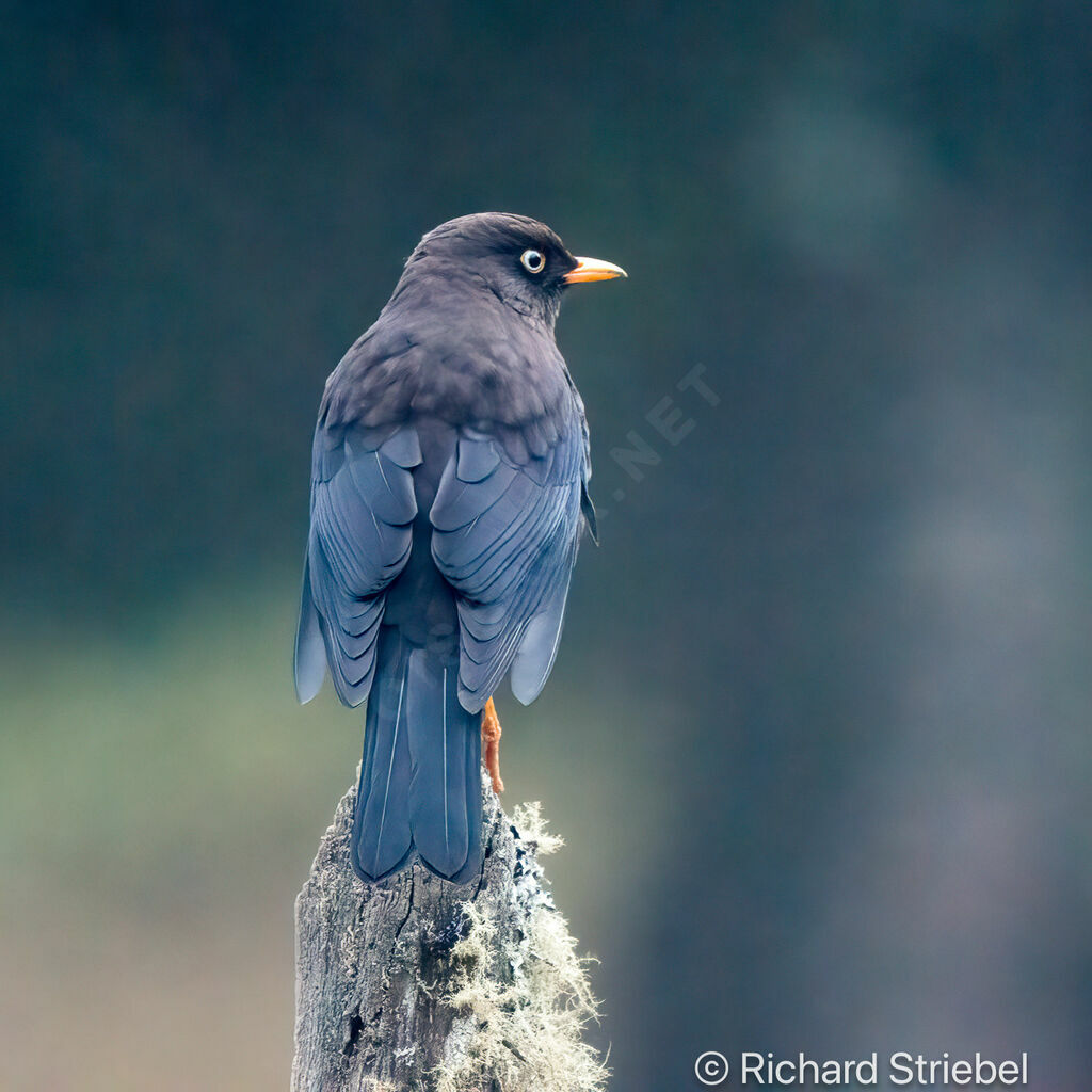 Sooty Thrush