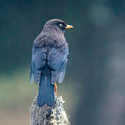 Sooty Thrush