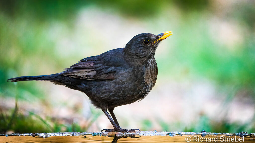 Common Blackbird