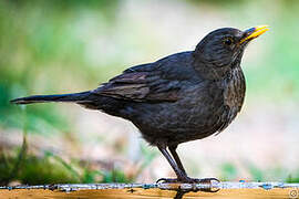 Common Blackbird