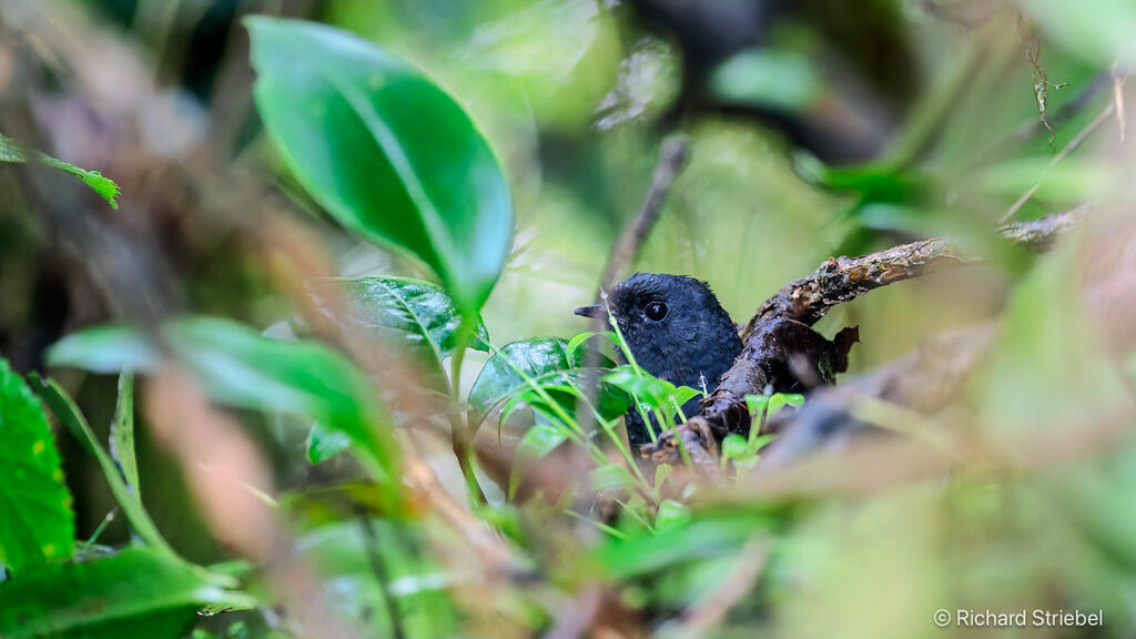 Spillmann's Tapaculo