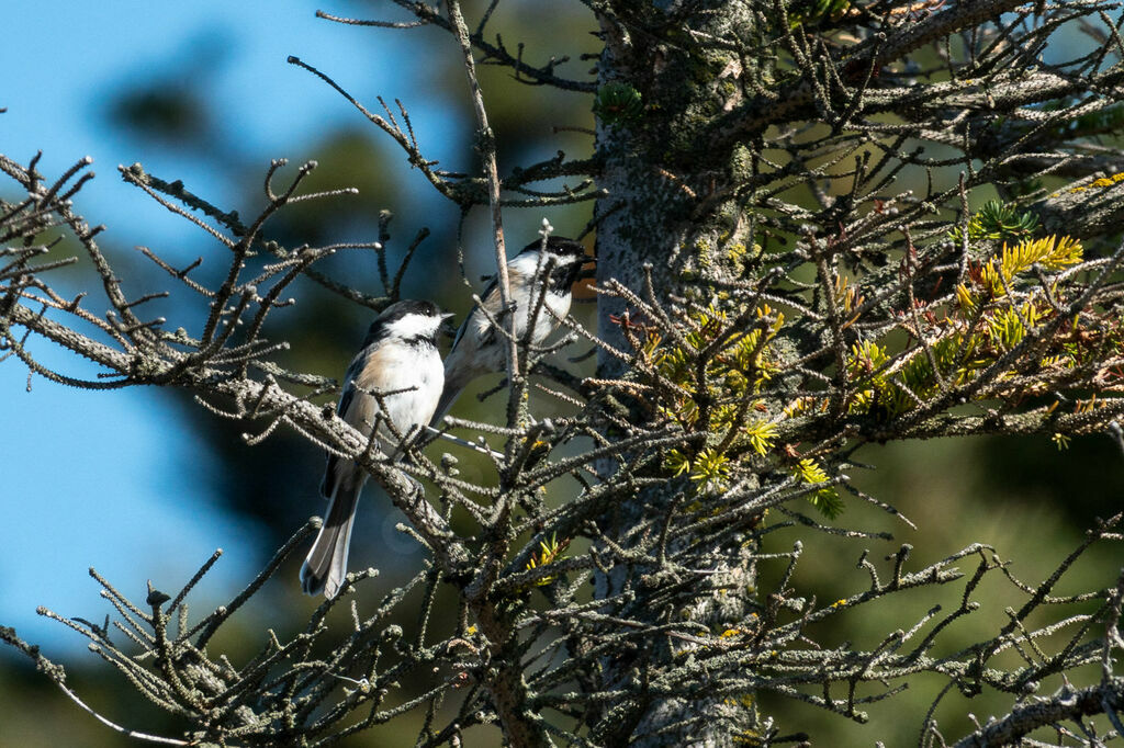 Black-capped Chickadee