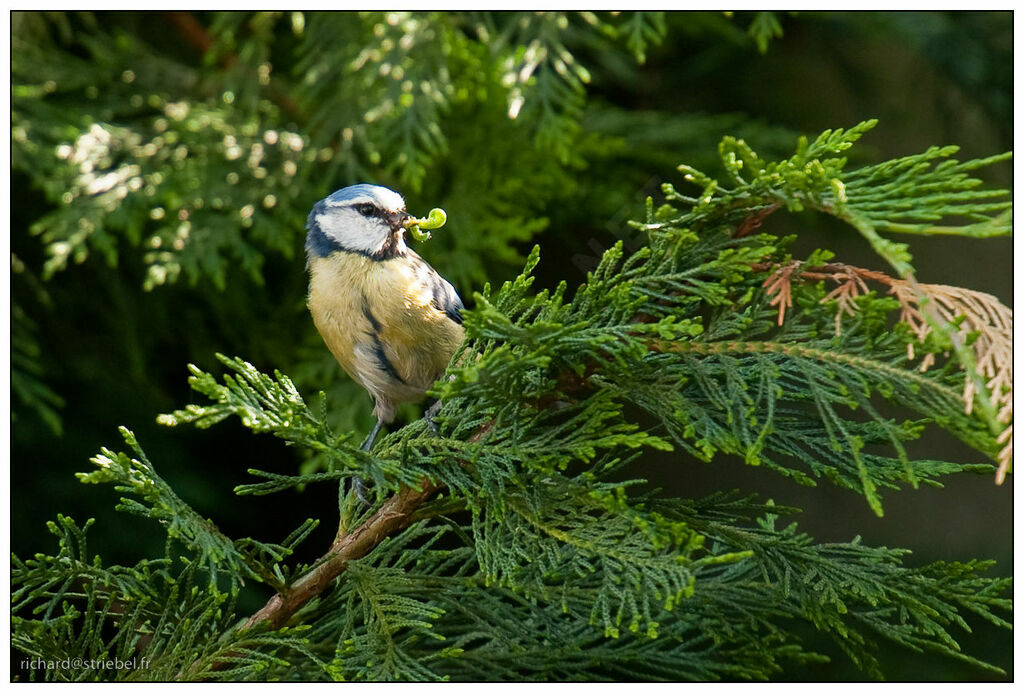 Eurasian Blue Tit, feeding habits, Reproduction-nesting