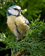 Mésange bleue