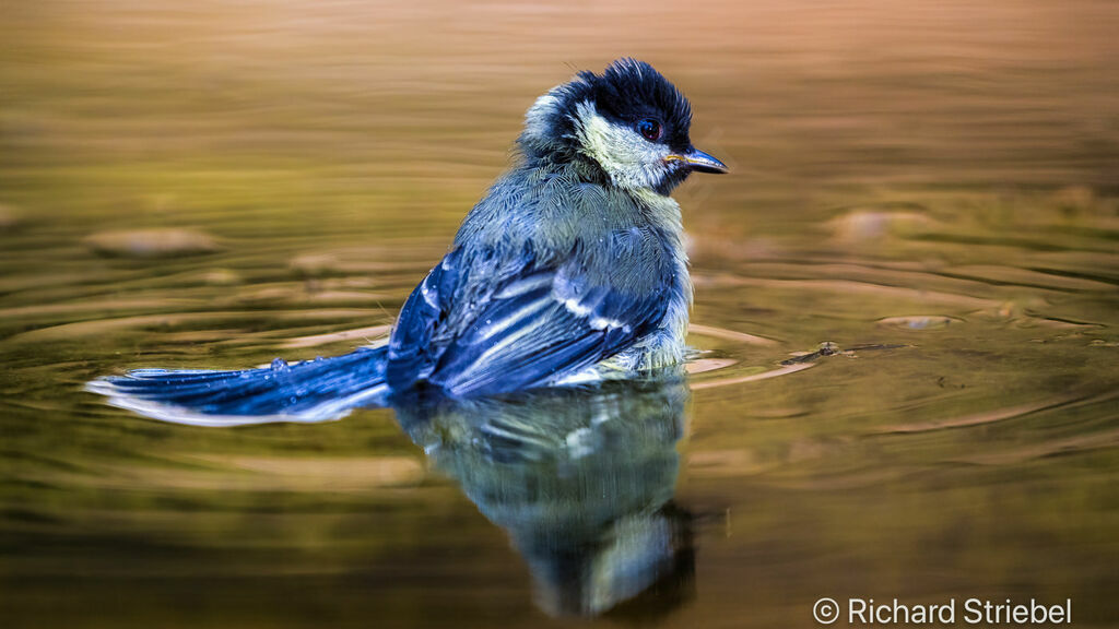 Great Tit