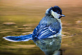 Great Tit