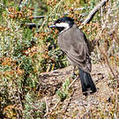 Mésange petit-deuil